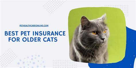 best insurance for older cats.